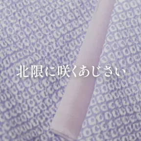 北限に咲くあじさい